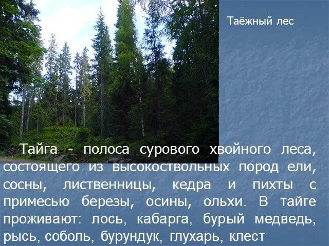 Минусы жизни в тайге. Таежные леса состоят. Природные условия тайги. Ограничения и преимущества проживания в тайге.