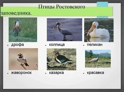 Животный мир дона