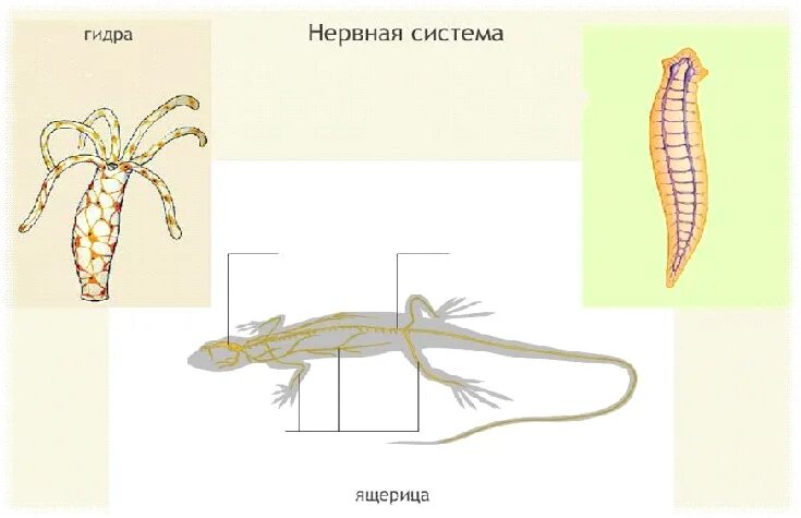 Какой тип развития характерен для ящерицы. Строение нервной системы ящерицы. Нервная система система пресмыкающихся. Функции нервной системы животных. Нервная система прыткой ящерицы.