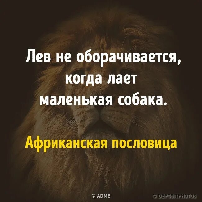 Однажды ко льву пришла собака. Однажды ко льву пришла собака и вызвала его. Цитаты однажды ко льву пришла собака. Притча про льва