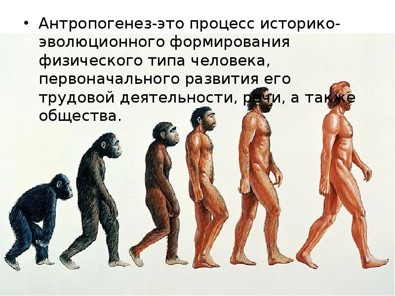 Процесс эволюционного формирования человека называется. Антропогенез это процесс. антропогенез человека. антропология и антропогенез. антропогенез процесс эволюции.