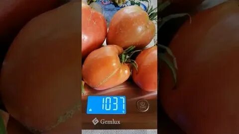 Томаты говядина с куста описание сорта