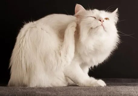 Домашний кот чешет ухо