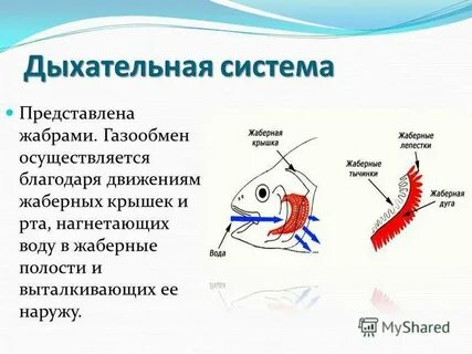 Характерно кожно жаберное дыхание