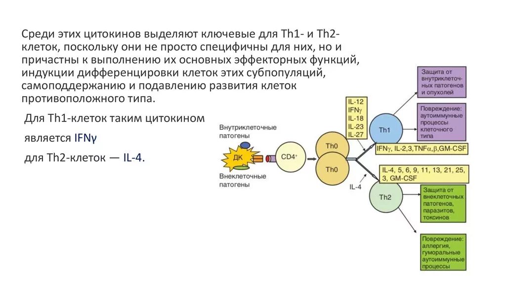 В лимфоциты тест. Th1 цитокины. основной цитокин th1-лимфоцитов. th2 лимфоциты функция. ключевые цитокины th2.