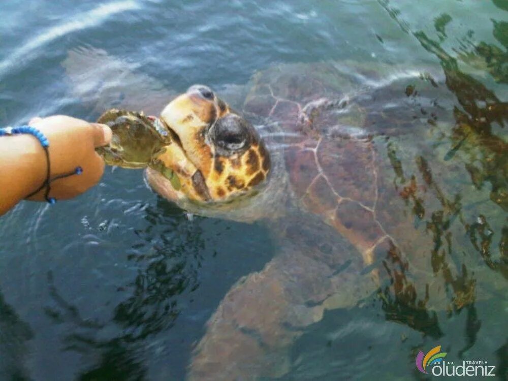 Краб и черепаха. Дальян Турция черепахи. Дальян Черепаший остров. Дальян Мармарис черепахи. Дальян пляж черепах.