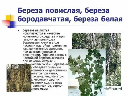 Береза классификация