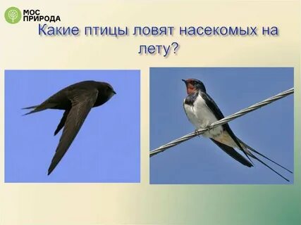 Ласточка ловит насекомых