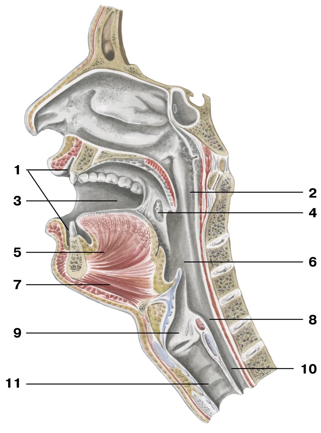 Костная стенка которая отделяет полость рта. Глотка гортань пищевод анатомия. Анатомия глотка гортань трахея. Горло гортань трахея анатомия. Строение гортани и горла пищевода.