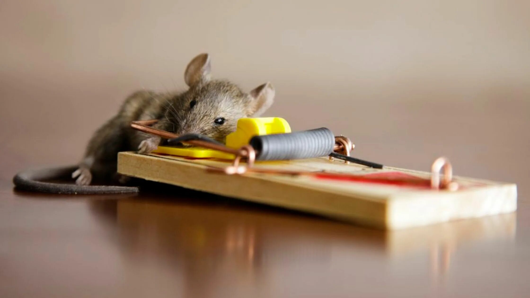 Мышь control. Мышка в мышеловке. Мышка Живая. Мышеловка. Мышь квартирная.