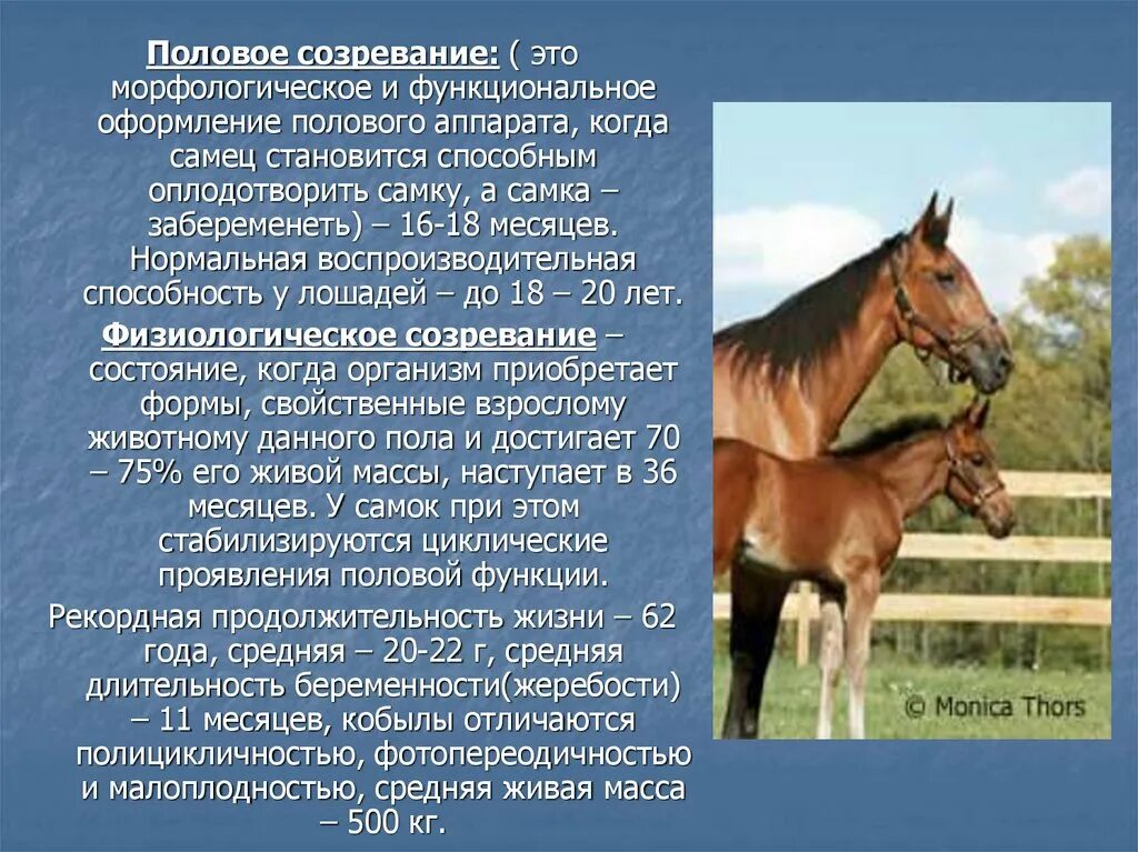 Половое созревание у млекопитающих. Половая зрелость лошади. половое созревание. период зрелости у животных. физиологическая зрелость лошадей.