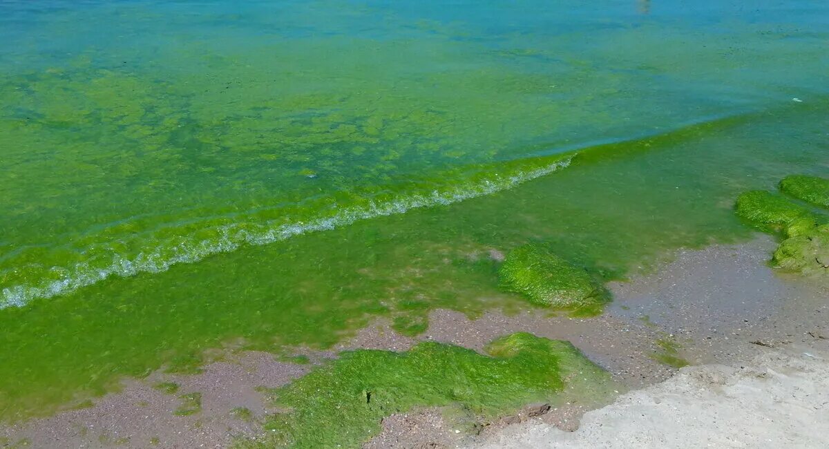 Водоросли в анапе. Витязево море цветет. Цветение моря в Витязево. Джемете море цветет. Цветение моря Витязево Анапа.