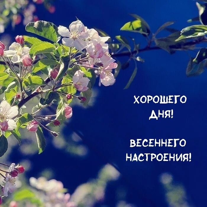 Весеннего настроения и хорошего дня. Весеннее настроение. Хорошего весеннего дня. Хорошего весеннего Доня. Хорошего апреля картинки красивые