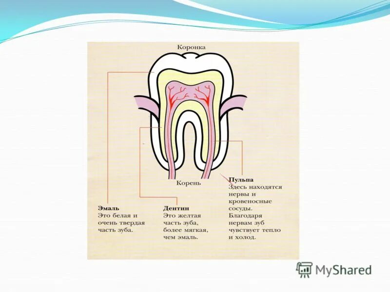 Молочные зубы анатомия строение. Анатомия 5 молочного зуба. Строение молочных зубов у детей анатомия. Строение молочного и постоянного зуба.