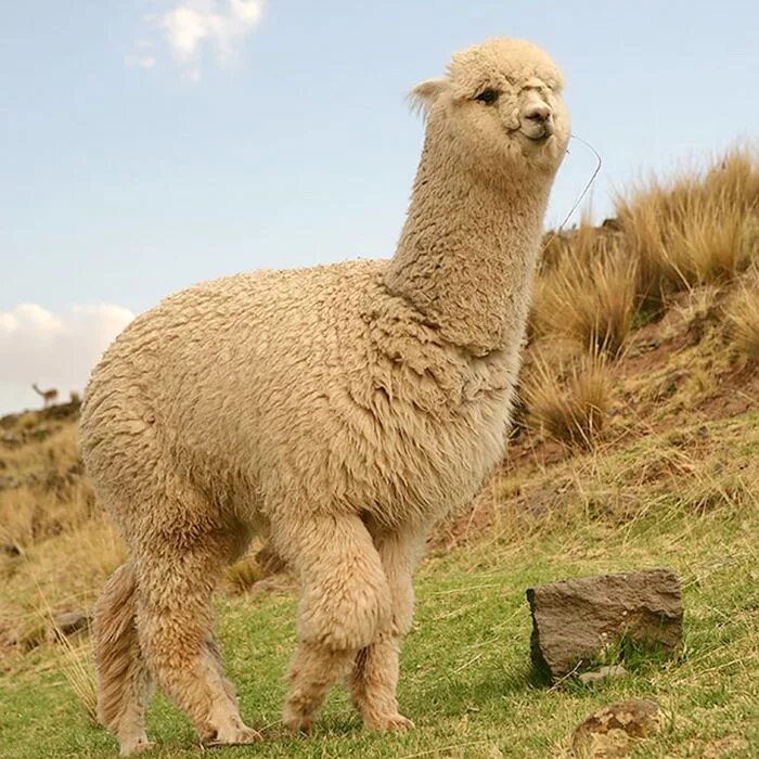 похож на верблюда. похож на верблюда. верблюд лама альпака. животный похожие на верблюда. хаптагай верблюд.