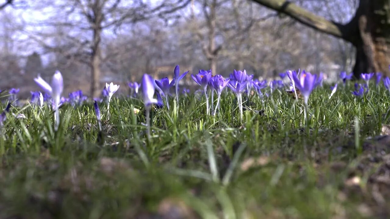 Акция памяти крокус видео. Febreze Crocus Bluebell.