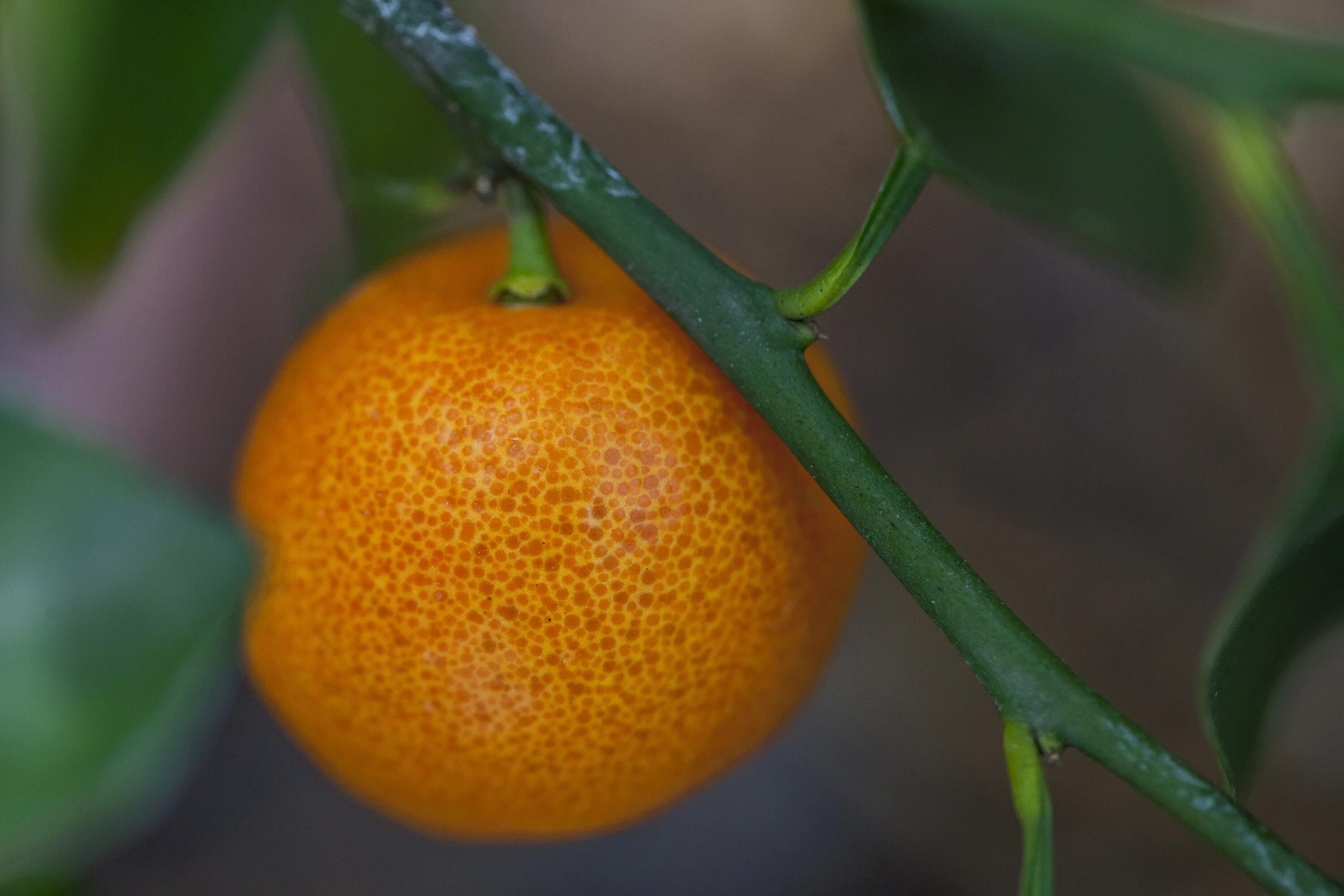 Katrin tangerine. Мандарин Танжерин. Маленький оранжевый фрукт. Мандарины с пятнами. Мандарины маленькие.