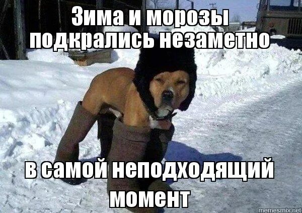 Писец подкрался незаметно. Полный песец. Полный песец. Песец подкрался. Мороз подкрался незаметно.