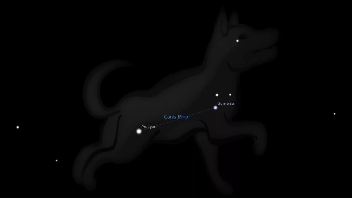 Негатин под созвездие черных псов. Процион Созвездие малого пса. Процион звезда в созвездии малого пса. Созвездия большой пёс и малый пёс. Канис Созвездие.