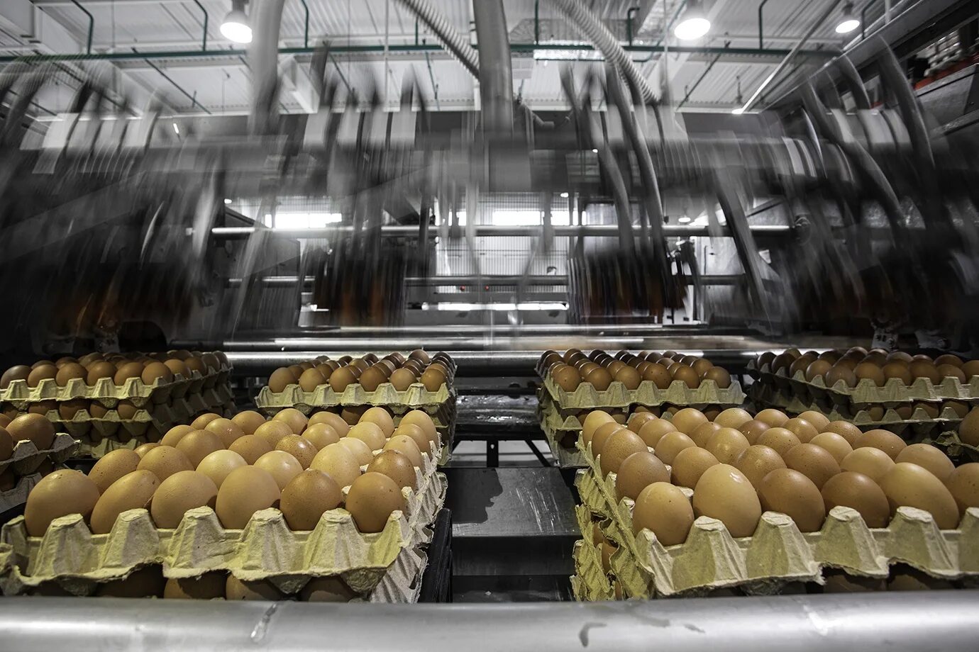 Агрофирма закупает куриные яйца 30 50 42. Удмуртская птицефабрика Комос групп. Птицеводство в ОАЭ. Производство яиц в Удмуртии. Экспорт куриных яиц Рязанской.