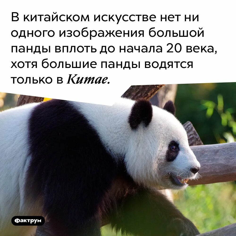 Большая панда красная книга. Панда интересные факты для детей. Китайская панда. Китайская панда. Панда интересный.