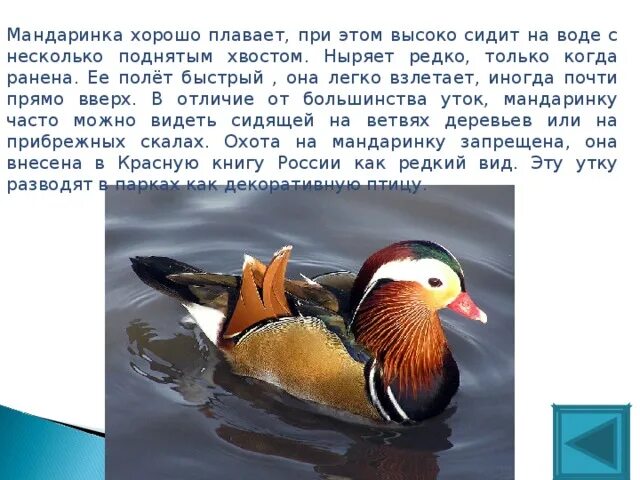 Занесена ли утка в красную книгу. Утка-мандаринка красная книга. утка мандаринка описание. сообщение о птице мандаринке. доклад о утке мандаринке.