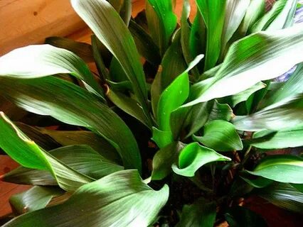 Safe plant