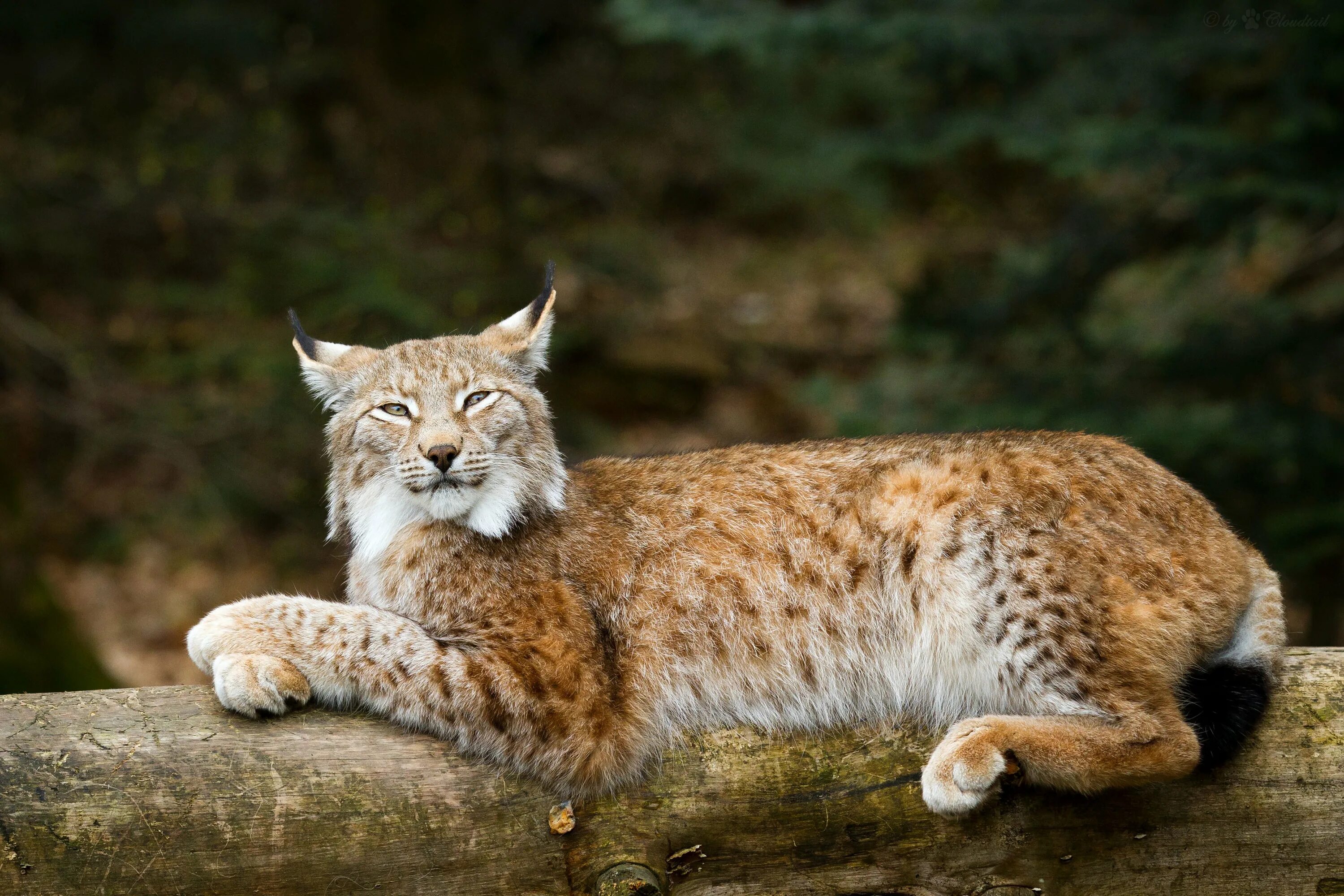 Обыкновенная Рысь. Обыкновенная Рысь Lynx Lynx. Рысь европейская обыкновенная. Гималайская Рысь.