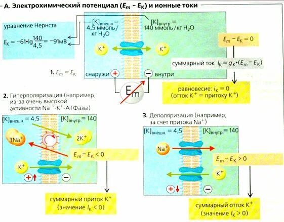Электрохимический потенциал. Электрохимический потенциал физиология. Электрохимический потенциал физиология. Электрохимический потенциал мембраны. Трансмембранный электрохимический потенциал.