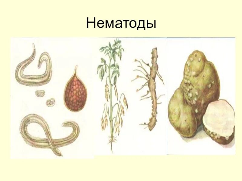 Внутреннее строение нематоды схема. Луковая нематода тип. Класс свободноживущая нематода. Нематода картофельная строение. Нематоды черви строение.
