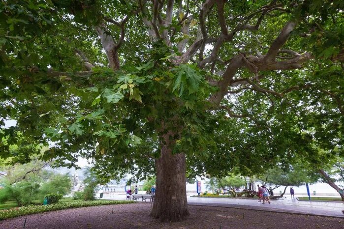 Тнджри дерево. Платан чинара ялта. Платан дерево. Старый платан. Платан дерево в крыму.