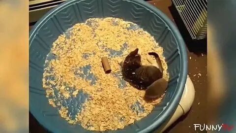 Ежик какает
