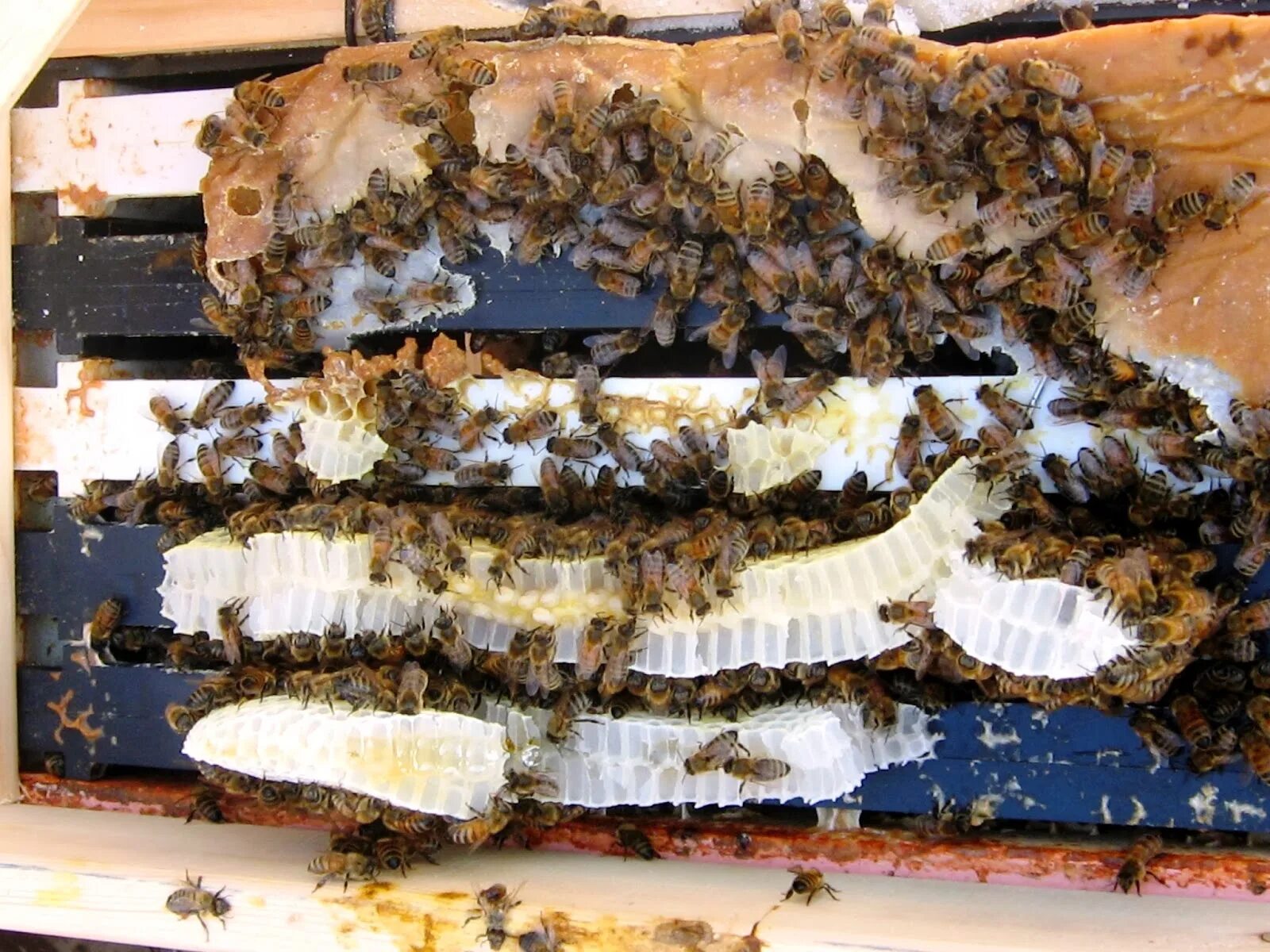 Подкормка пчел сахарным сиропом. Кормовая пчела. Корм для пчёл зимой. Кормежка для пчел. Весенняя подкормка пчел сиропом