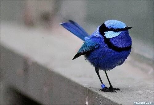 Grow Your Business Quickly and Safely on X (Twitter) Pet birds, Blue bird, Bunti