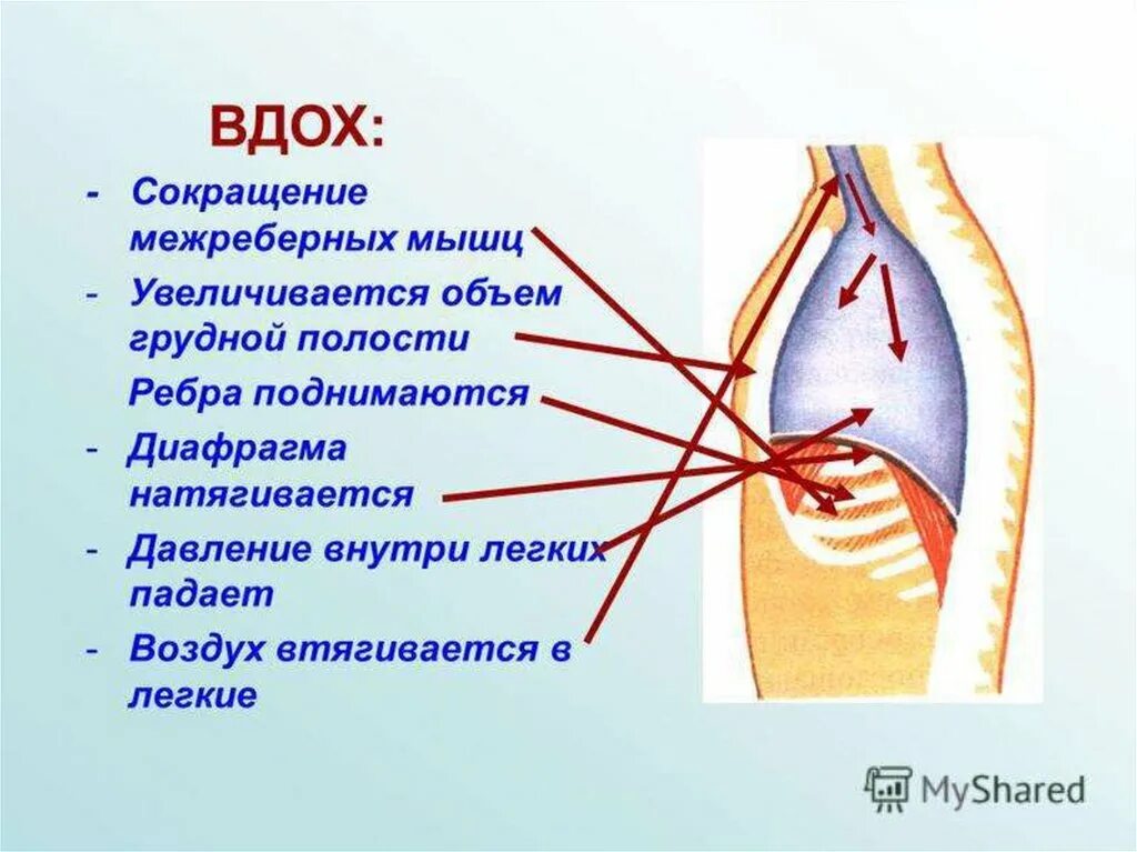 Диафрагма сокращается