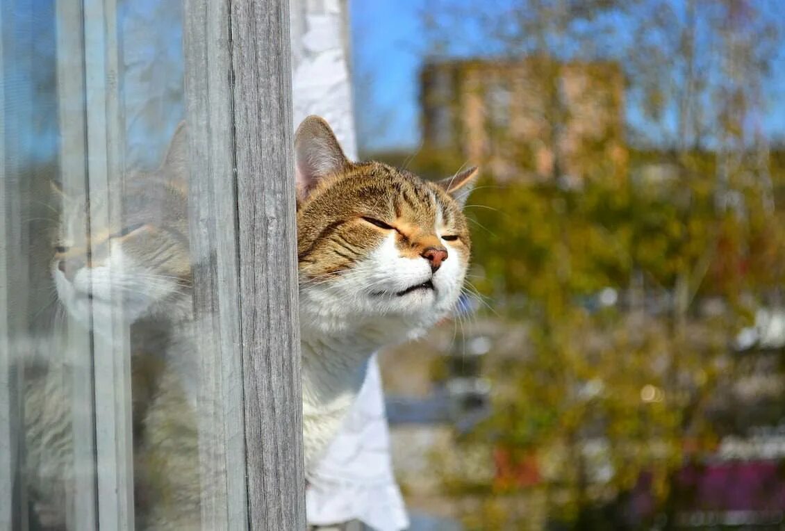 Весеннее потепление. Ура потеплело. Кот потеплело. Потепление весной коты.