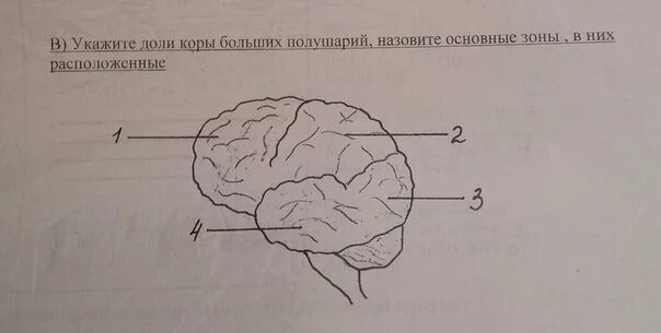 Доли коры больших полушарий. Доли коры больших полушарий без подписей. Доли больших полушарий головного мозга рисунок.