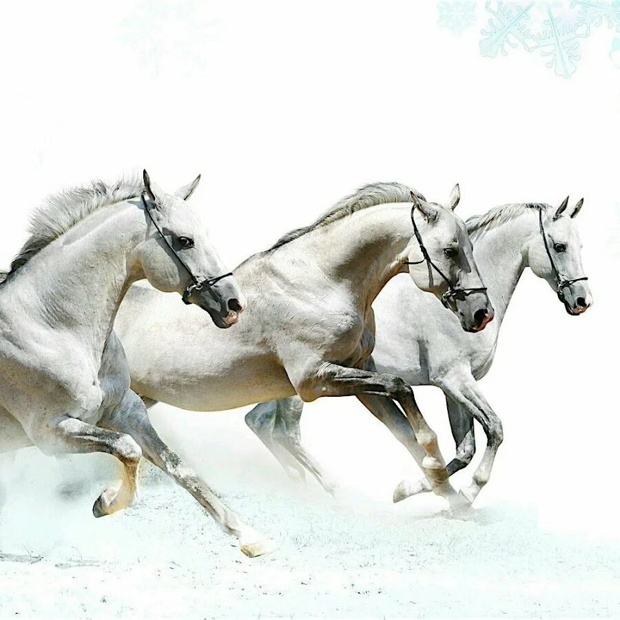 Тройка лошадей пробежала. Конь бежит. Тройка белых лошадей. Лошадь на белом фоне. Тройка лошадей н абелм фоне.