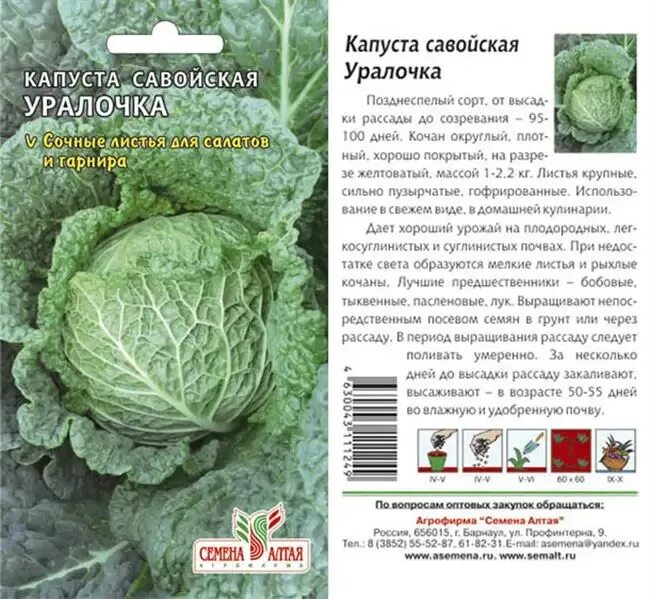 Капуста описание сорта фото отзывы. Капуста савойская Уралочка. Савойская капуста семена. Семена Алтая капуста савойская зеленое кружево. Капуста савойская 0.3-1 кг.