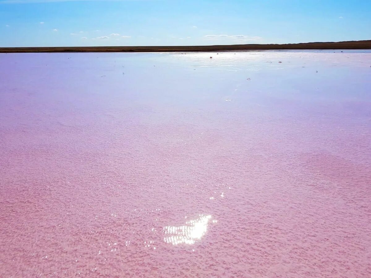 Ерейментау казахстан розовое озеро. Томат казахстанский розовый. Казахстанский розовый. Озеро ретба сенегал. Казахстанский розовый.