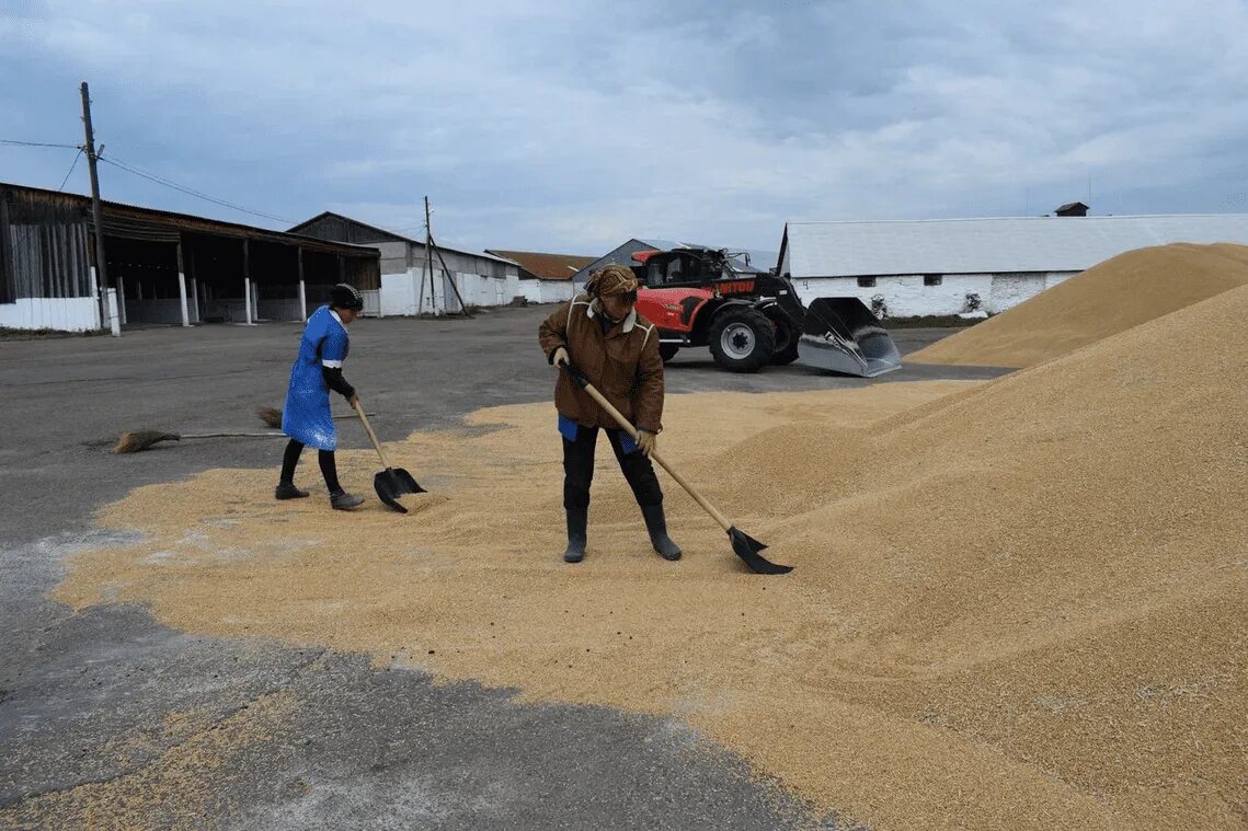 Хранение зерна пшеницы в ангаре. Перевалка зерна. Много зерна. Из амбара отгрузили 8 11 зерна. Напольные зернохранилища.