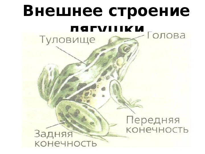 Внешнее строение головы лягушки. Внешнее строение лягушки. внешне строение лягушки. внутреннее строение лягушки. строение лягушки для детей.