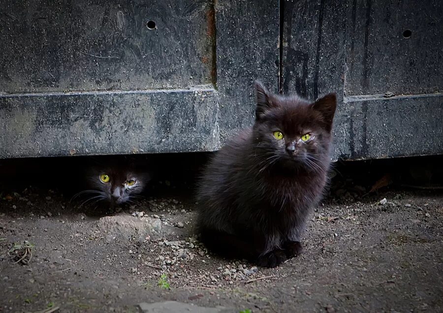 Уличные котята. Бездомный черный котенок. Котенок на улице. Бездомные коты. Влачить жалкое