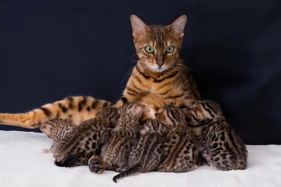 Породы кошек с фотографиями ценами. Бенгальская кошка. Коты бенгальской породы. Бенгальская кошка породы кошек. Бенгал Сорель.