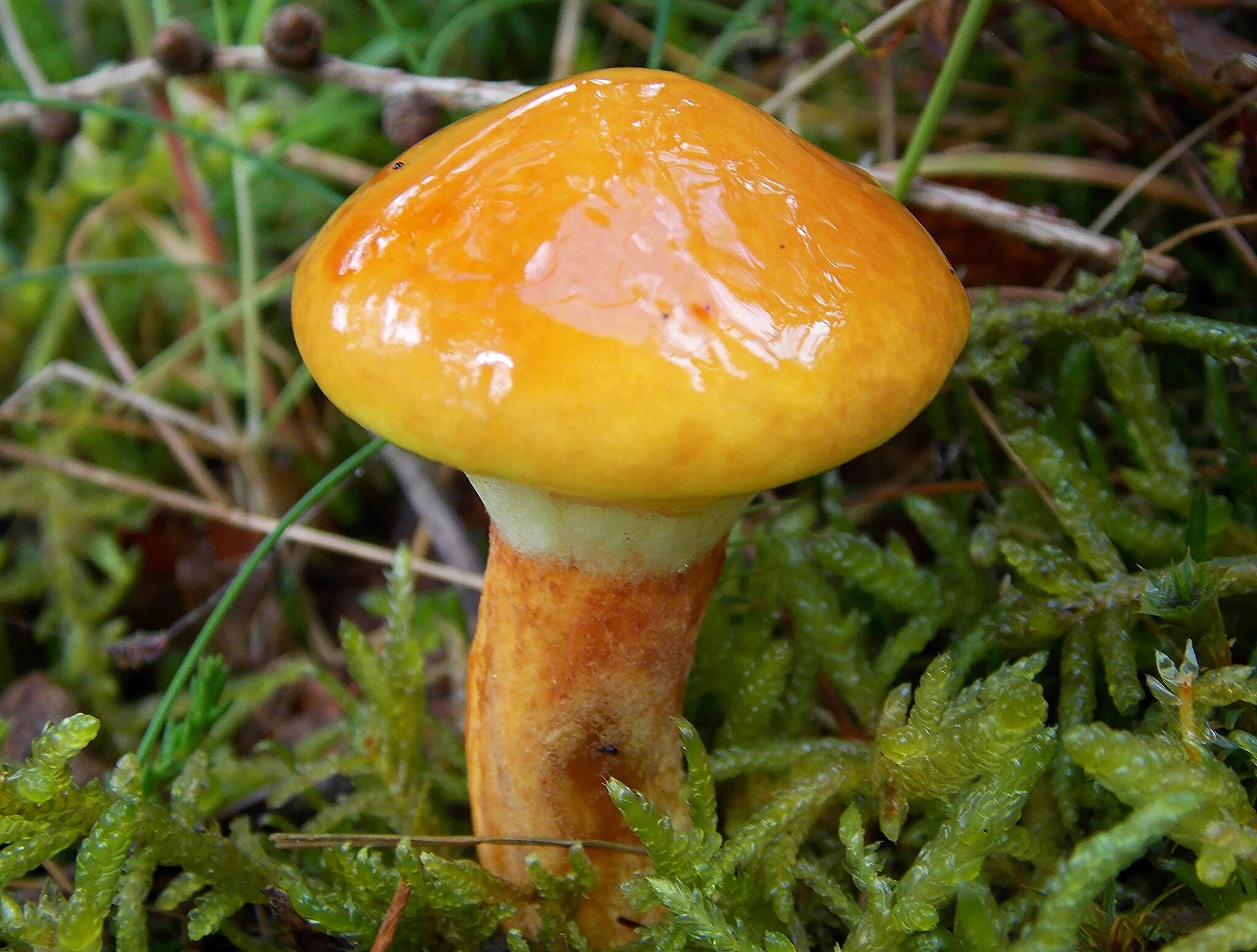 съедобные рыжие грибы. паутинник оранжево-красный. съедобные рыжие грибы. масленок рыже-красный. галерина маргината.