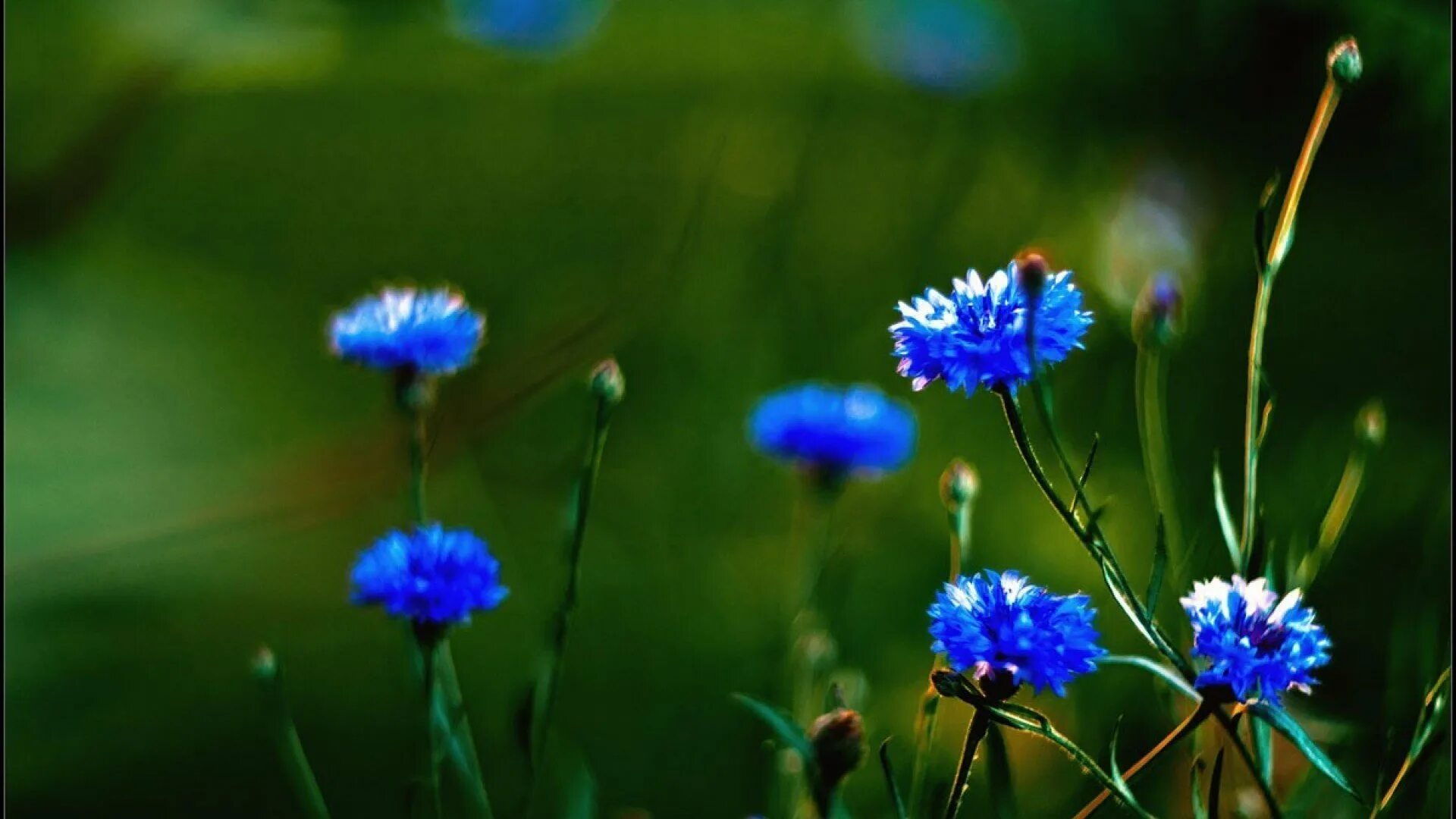 Василек синий (Centaurea cyanus). Василёк Боровой. Василек полевой. Мак полевой Василек.