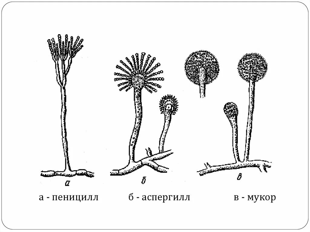 Признаки грибов мукор. Спорангий аспергилла. Плесневые грибы пеницилл аспергилл. Конидии пеницилла. Аскомицеты пеницилл.