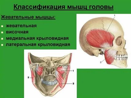 Абсолютная сила жевательных мышц