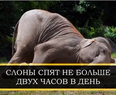 Следующую живо