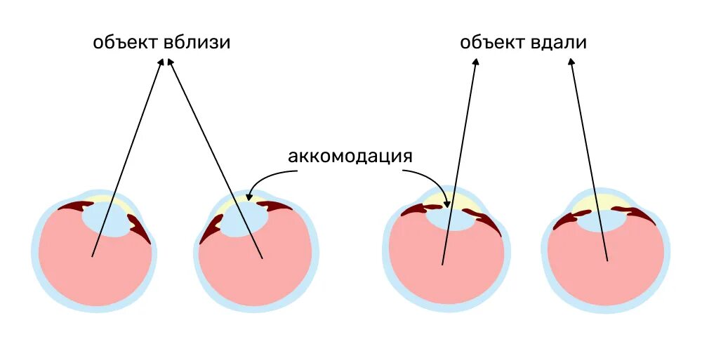 Почему не вижу вблизи. Аккомодация глаза. аккомодация вблизи и вдали. аккомодация хрусталика. аккомодация по гельмгольцу это.